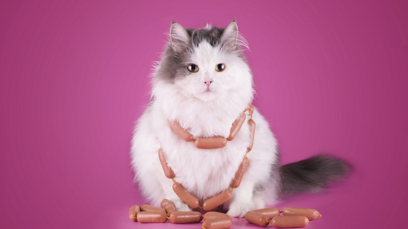 sausages, cute, funny, white, cat, pink, animal, pisica
