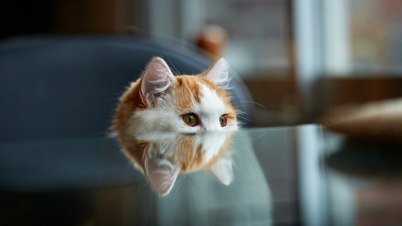 pussy, kitty, cat, purr, animal