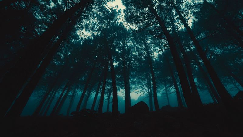 forest, fog, trees, evening, 4k