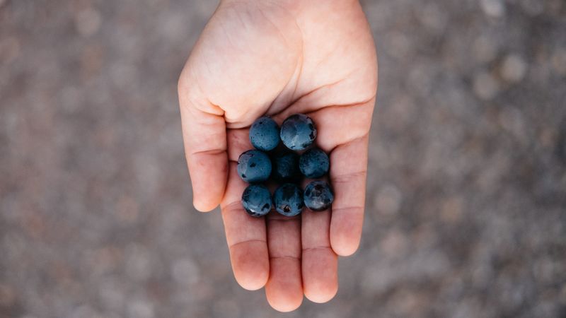blueberries, berry, palm, 4k