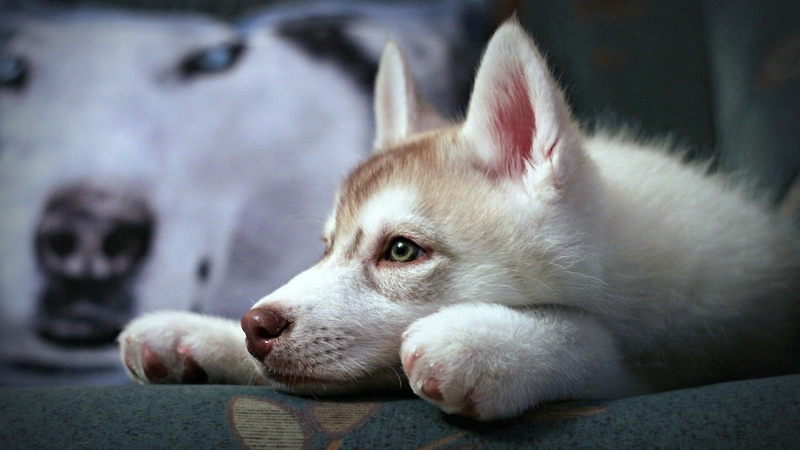 siberian husky, puppies, animals, dogs