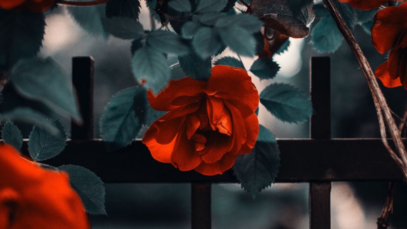 rose, garden, bush, red, fence, 4k