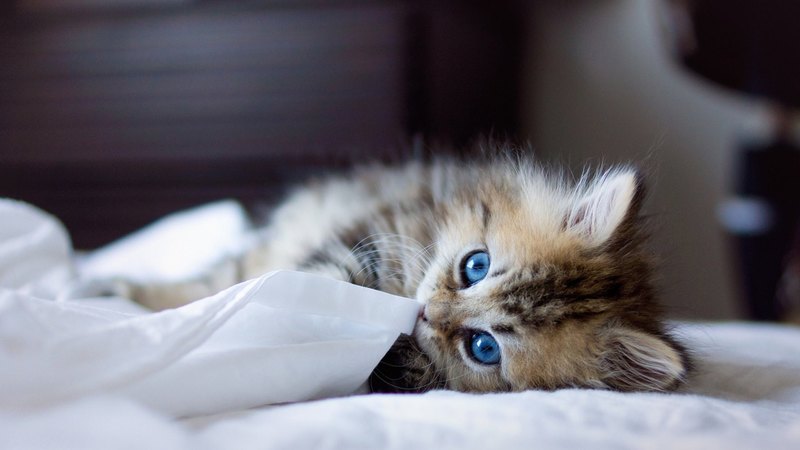 pretty, beautiful, sweet, beauty, face, sleepy, animals, lovely, kitty, cat, sleeping, cat face, hat, cute, paws, cats, kitten