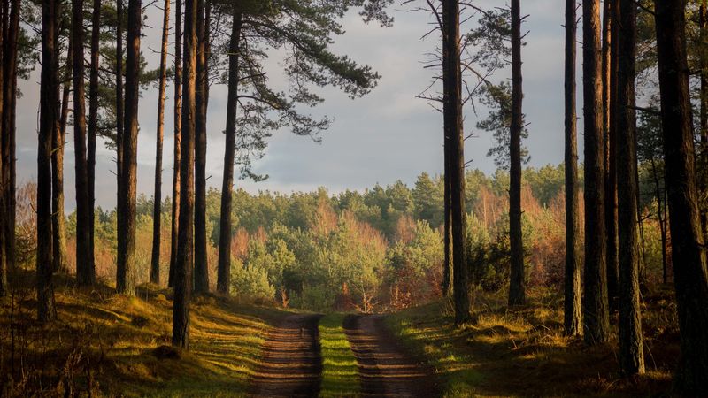 forest, path, summer, trees, denmark, 4k