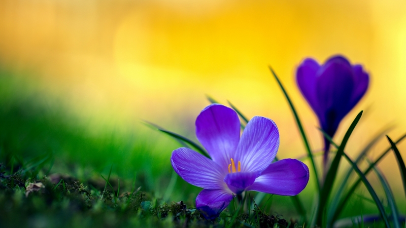 crocus, purple, green, flower, yellow, spring, pink