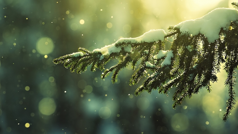 forest, tree, snow, winter