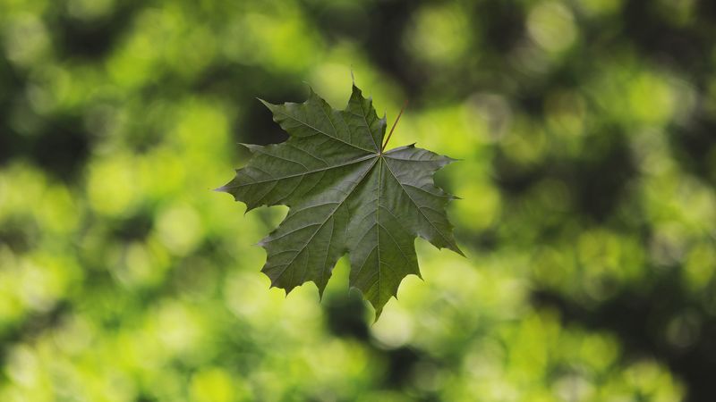 maple, leaf, glare, blur, 4k