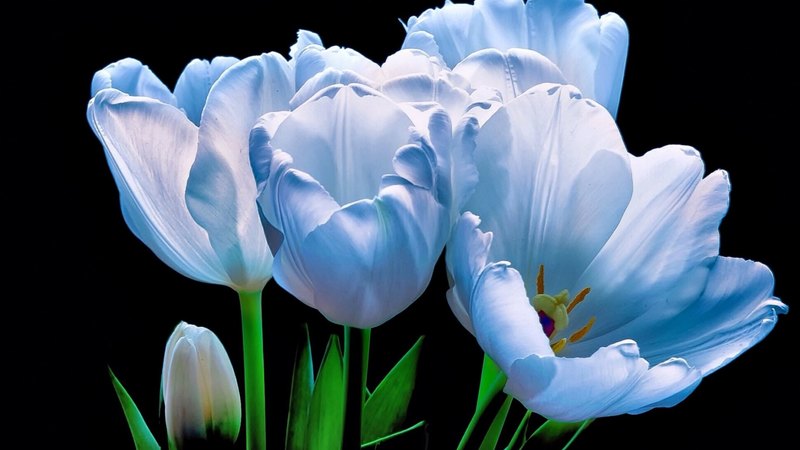flowers, leaves, tulips, blue