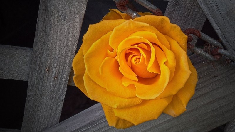 rose, background, flower, petals, bud