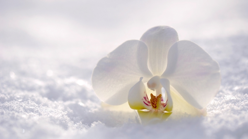 white, snow, winter, orchid