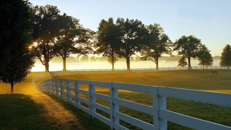 fence, nature, trees, field, landscape