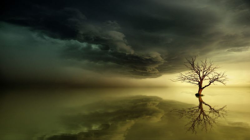 tree, lonely, reflection, horizon, 4k