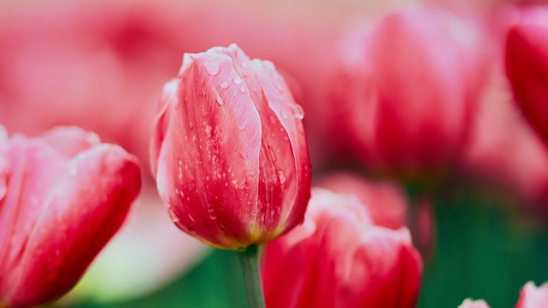 tulip, flower, flowerbed, 4k