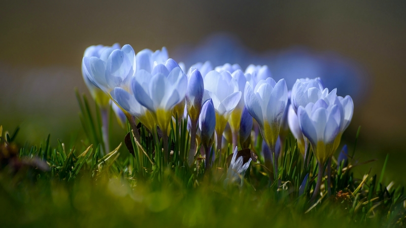 crocus, grass, flowers, spring, blue