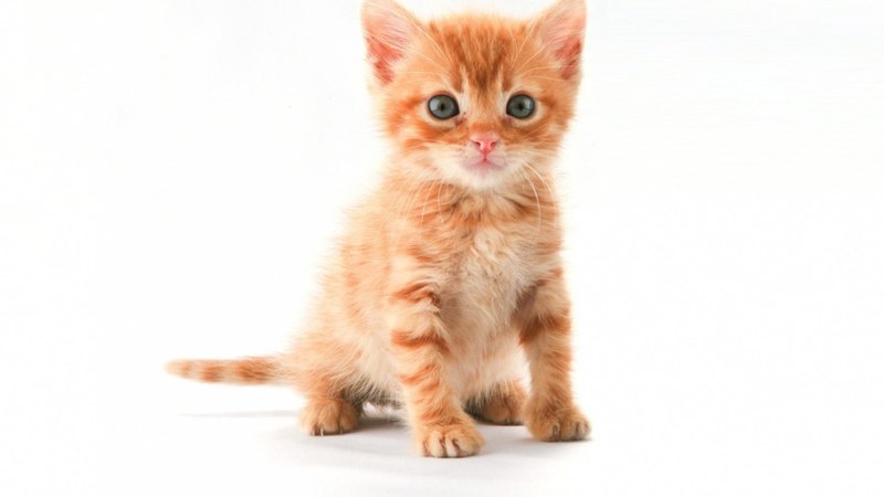 orange, ginger, cat, animal, sweet, cute, kitten, white, pink