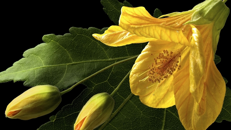 yellow, hibiscus, flowers, buds