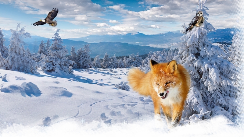 forest, eagles, fox, snow, mountains, firefox persona theme, winter