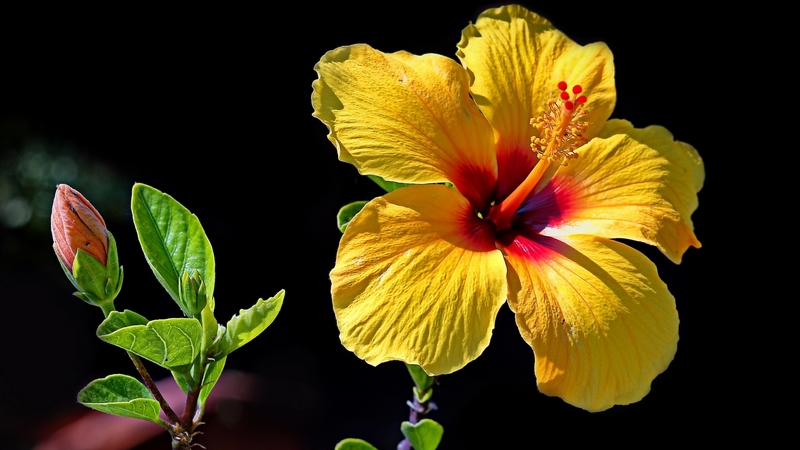 flower, black, yellow, hibiscus, exotic