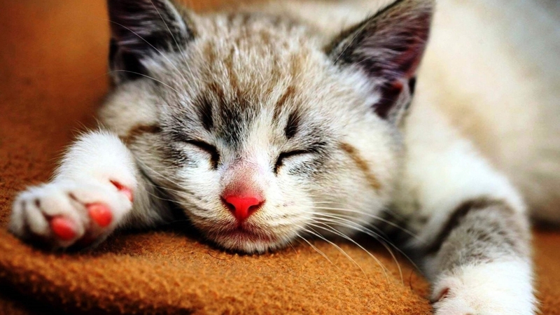 cute, sleeping, cat, kitten, animal