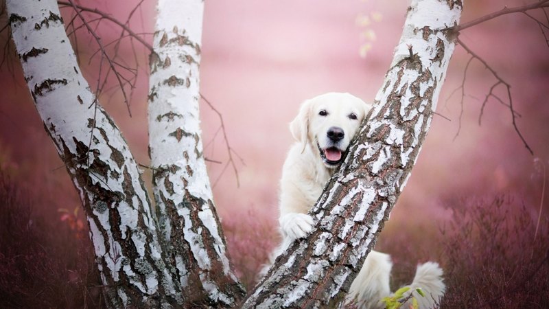 caine, animal, cute, tree, flower, funny, white, pink, dog