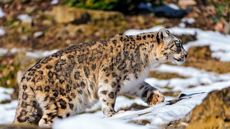 leopard, beautiful, snow leopard, cats, animals