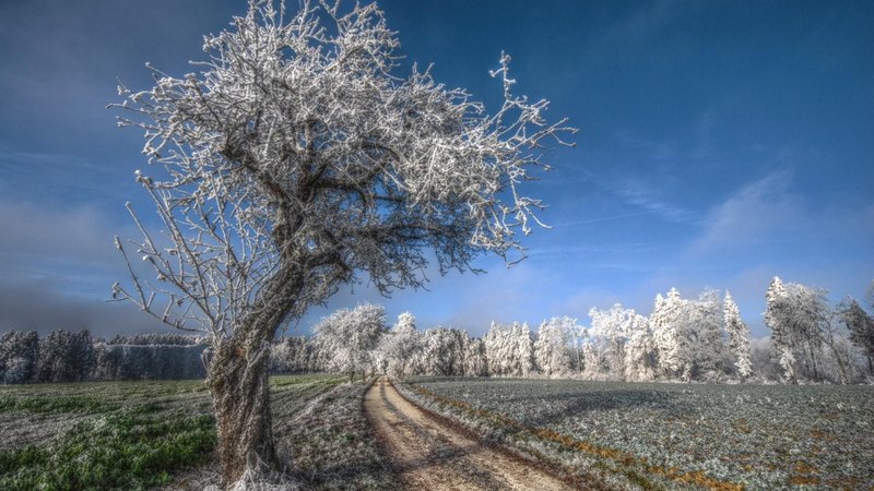 fields, hdr, road, trees, frost