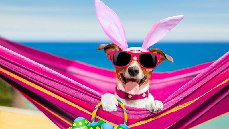ears, caine, easter, hammock, animal, card, egg, jack russell terrier, basket, bunny, funny, pink, dog