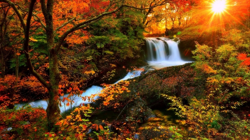 forest, autumn, seasons, trees, waterfall, nature, sunshine, landscape, falls