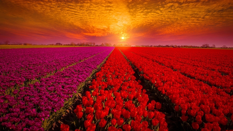 field, holland, fiery, flowers, sunset, tulips, sky