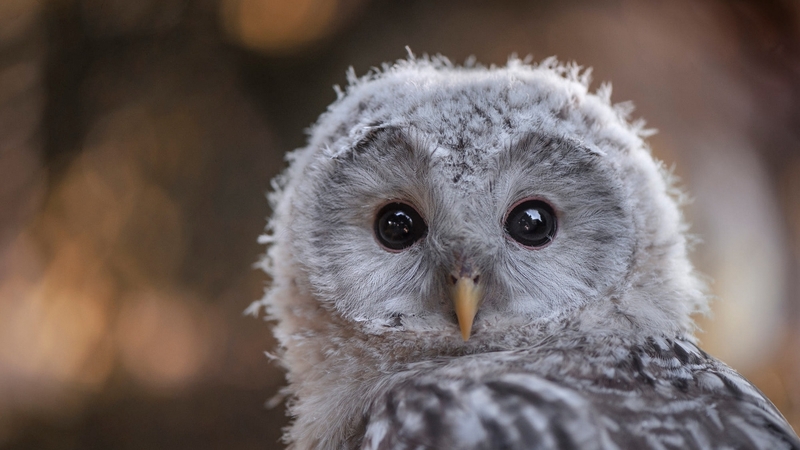 baby, owl, cute, bufnita, bird, pasari, grey