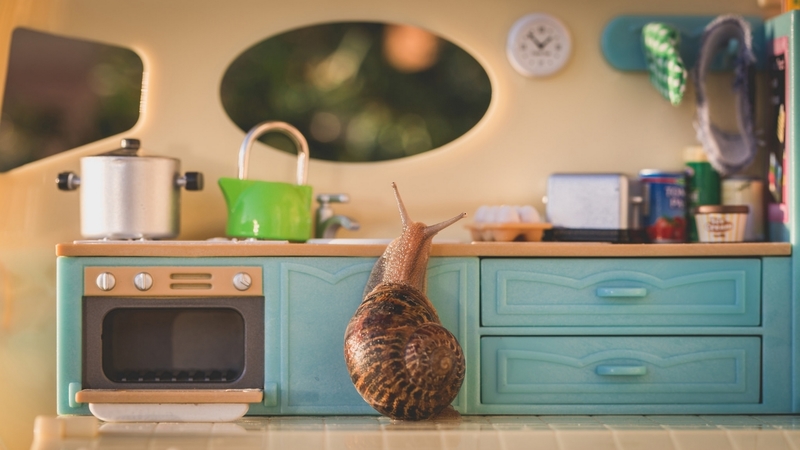 snail, kitchen, macro, cute, funny, blue