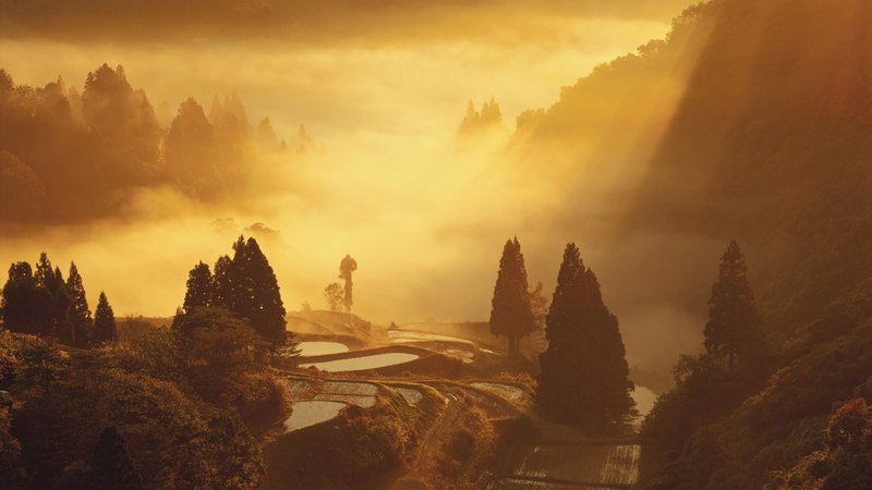 fields, morning, trees, valley, mist