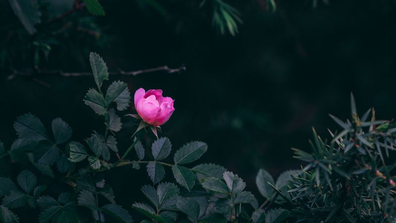 rose, bush, garden, pink, leaves, 4k