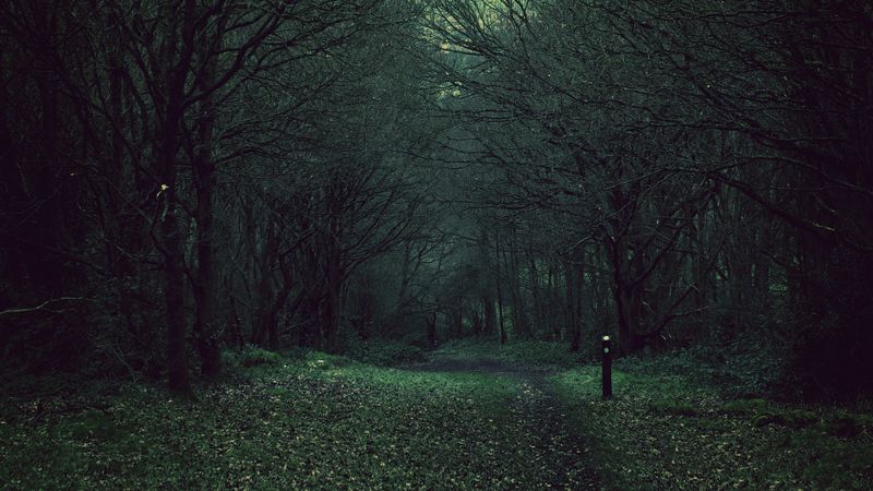forest, trees, gloomy, foliage, fallen, 4k