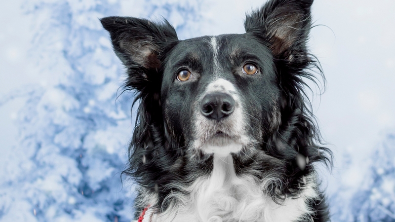 caine, black, animal, winter, border collie, face, white, dog, blue