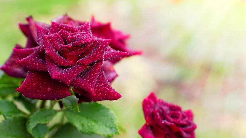 rays, droplets, flowers, garden, nature, drops, petals