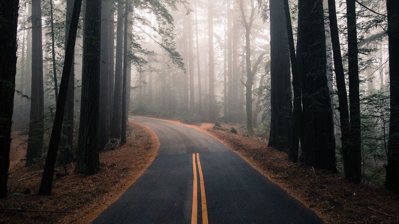 road, fog, autumn, marking, forest, turn, trees, 4k