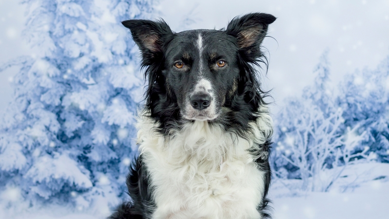 caine, black, animal, winter, border collie, snow, white, dog, blue
