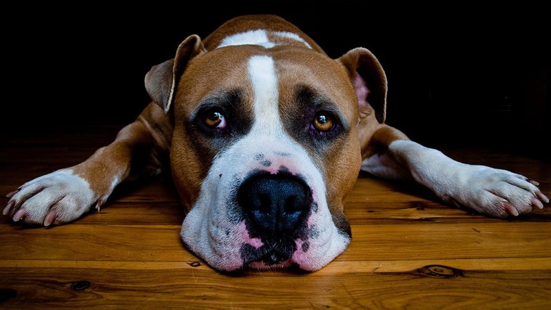 animals, dogs, animal, dog