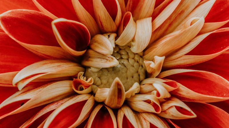 dahlia, petals, macro, red, 4k