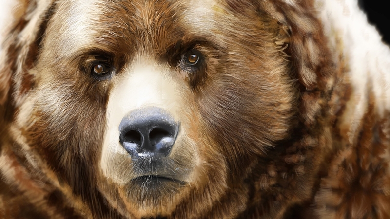 grizzly, face, bears, animals, close up