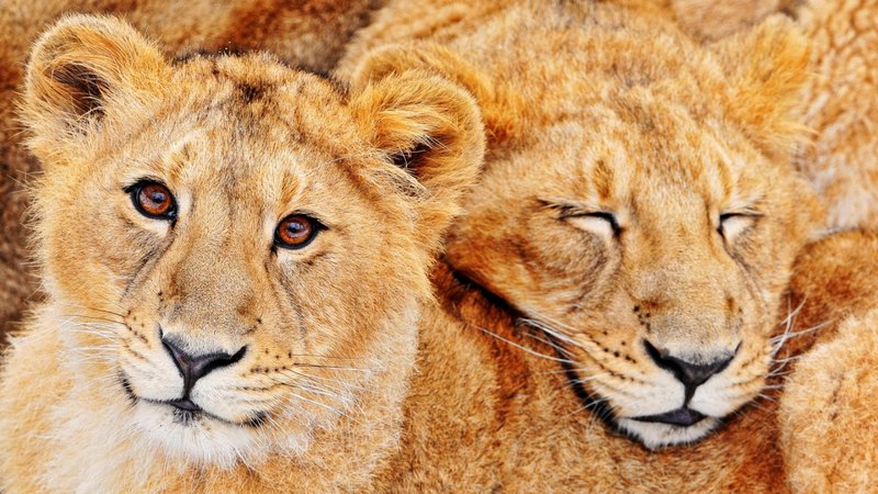 cub, cute, cubs, lion