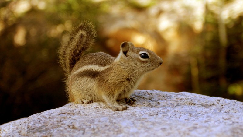 chipmunk, squirrel, animals, animal