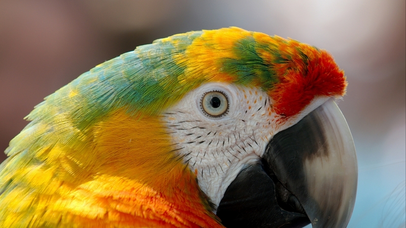 colorful, bird, papagal, pasare, eye, parrot