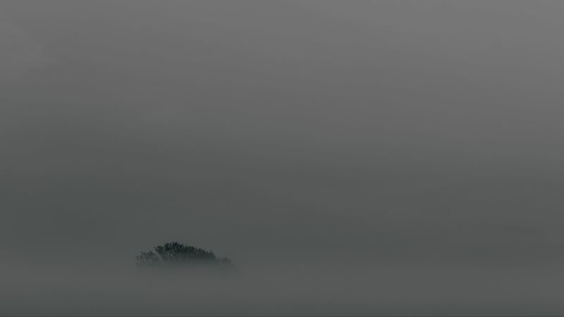 tree, fog, top, minimalism, 4k