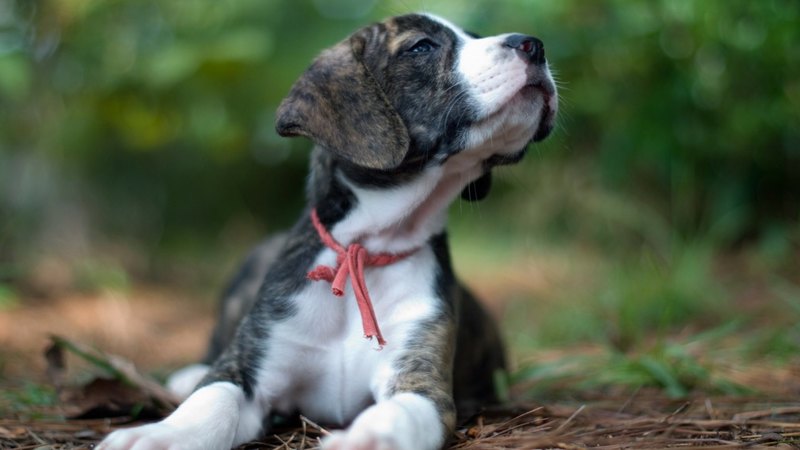 pretty, lovely, beautiful, animal, sweet, cute, puppys, animals, dogs, puppy, dog