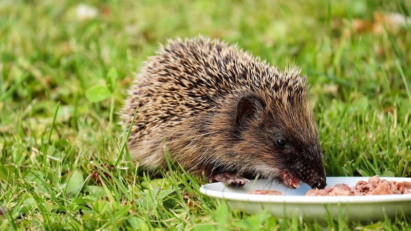 grass, hedgehog, hungy, autumn, animals, nature