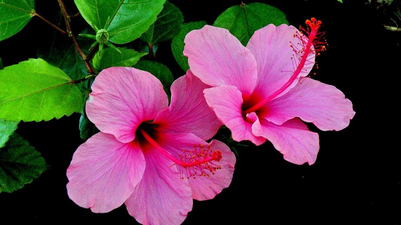 leaves, rose, flower, nature, petals, buds, pink