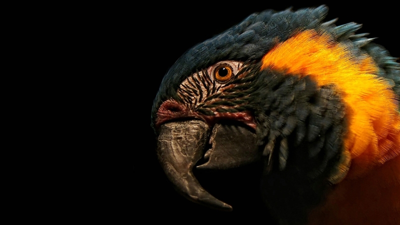 bird, pasare, black, yellow, parrot, blue