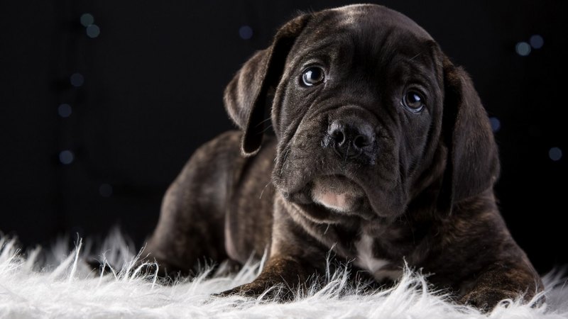 black, cane corso, white, puppy, dog, animal